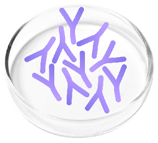 Lactobacillus Blend